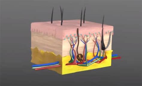 What Causes Fatty Deposits Under the Skin? - Health Advisor