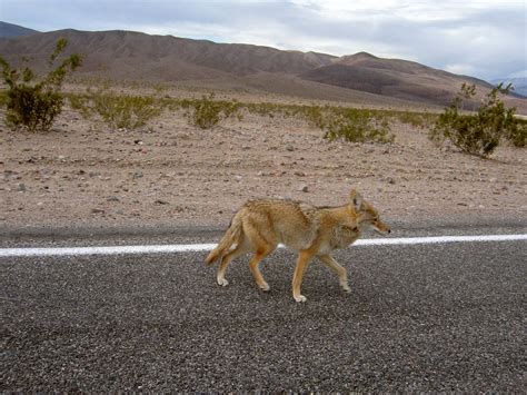 Death Valley Foto & Bild | tiere, wildlife, wildlife: sonstige tiere Bilder auf fotocommunity