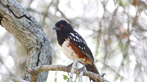 Rufous-sided Towhee Nesting, Feeding, Mating Habits