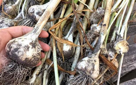 How to grow garlic from old cloves - The Backyard Farmer