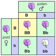 Homozygous Recessive Genotype | Definition, Traits & Examples - Video ...