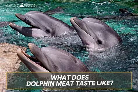 What Does Dolphin Meat Taste Like? | Loving Food