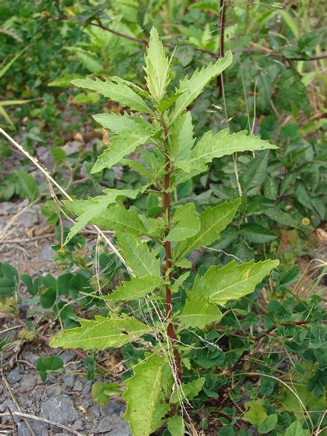 Epazote - Advice From The Herb Lady | Perennial herbs, Herbs, Plants