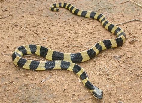 Banded Krait | Bungarus fasciatus | Indian Animals