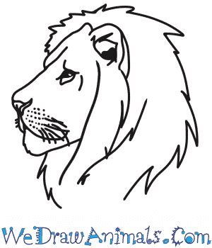 How To Draw Lion Head Step By Step