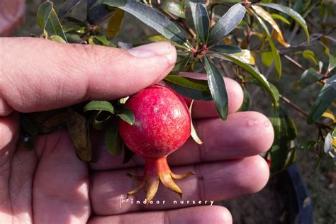 Pomegranate bonsai tree care guide for beginners