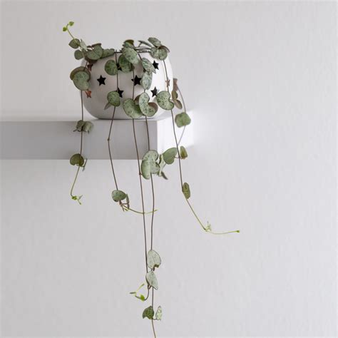 5 Heart-Shaped Houseplants - National Garden Bureau - Indoor Plants