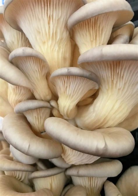 Oyster Mushroom Varieties - Insta Mushrooms