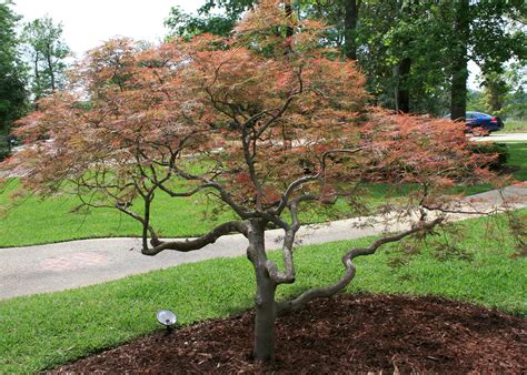 Types of japanese maple tree - jazzfity