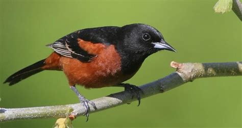 Orchard Oriole vs Baltimore Oriole: How Do They Compare - Birdwatching Buzz