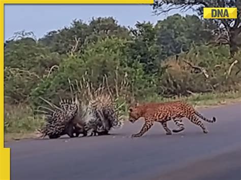 A touching, previously unseen video captures a porcupine family under аttасk by a leopard. The ...