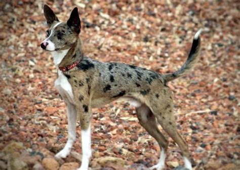 27 Best Australian Shepherd Mixes (MIXED AUSSIES)