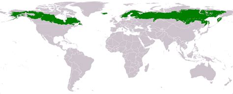 Boreal Forest - Ben & Annabelle: Biomes of the world