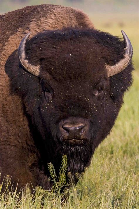 Bison | Jackson Hole Wildlife Safaris | Jackson Hole Wildlife Safaris