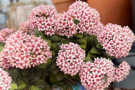 Crassula Springtime: Characteristics and Care | Succulent Alley