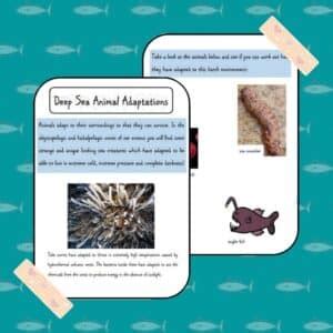 Deep Sea Animal Adaptations - Petal Resources