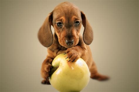 Can Dogs Eat Apples? - Dog to Man