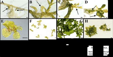 Protonema induction and cultivation. A-D) Induction of protonema on... | Download Scientific Diagram