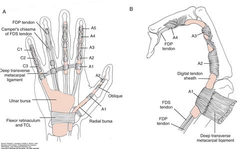 Interior : Radiocarpal Ligament Wrist Dorsal Radiocarpal Ligament ...