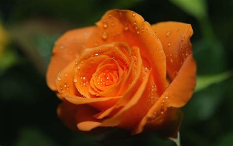 Orange Rose Wallpapers - Wallpaper Cave