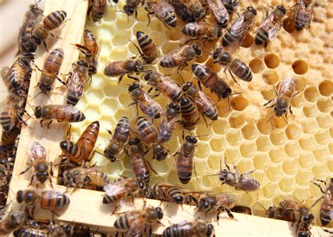 How Many Bees In A Hive | Examples and Forms