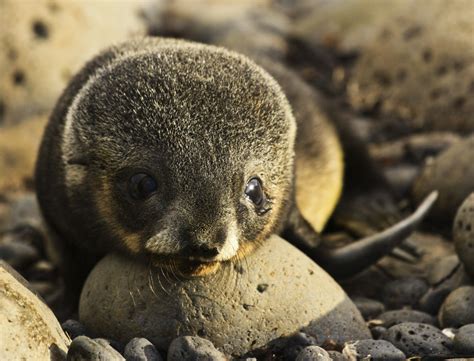 Trend changes in southern fur seal pup populations at Marion Island ...