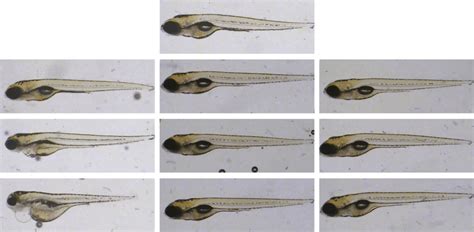 Gross morphological changes in the zebrafish larvae following ...