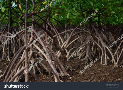 Rhizophora Apiculata Root Stock Photo 702877915 | Shutterstock