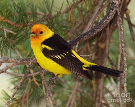 Male Western Tanager Photograph by Tom Cheatham - Fine Art America