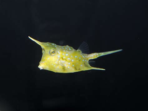 The Online Zoo - Longhorn Cowfish