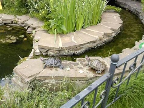 Everyone Can Make! 35+ DIY BackYard Turtle Pond Designs Ideas # ...