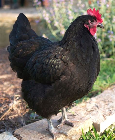 Black Australorp Characteristics | Modern Farming Methods | Chickens backyard, Chicken breeds ...