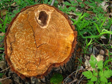 Free Images : trunk, soil, fauna, fungus, woodland, tree stump, rings ...