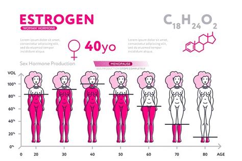 Representation of female hormone during lifetime | Pre-Designed Vector ...