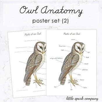 Owl Anatomy Poster Set by Little Spark Company | TPT