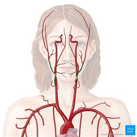 External carotid artery and its branches | Carotid artery, Internal carotid artery, Arteries anatomy