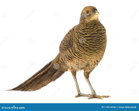 Female pheasant gold stock photo. Image of exotic, beautiful - 114214166