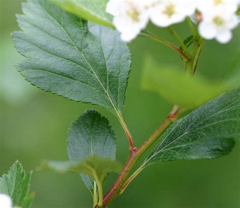 Crataegus douglasii | Leaves and petioles | Gary Walton | Flickr