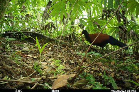 Rare pigeon species rediscovered in Papua New Guinea after 140 years - Trending News