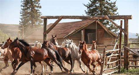 Our ranch offers trail riding on responsive horses, focusing on Arabs ...