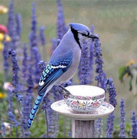 Pin by Retro Rhonda Upcycles on Purple! | Bird, Blue jay, Pet birds