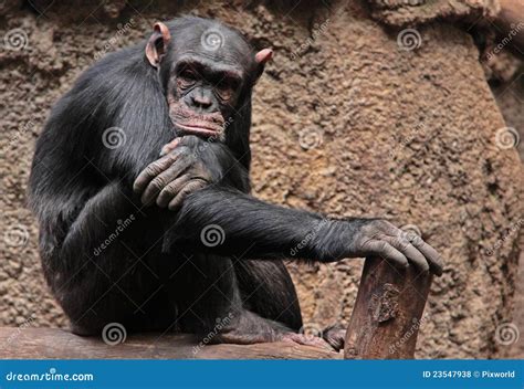 Sad chimpanzee stock photo. Image of monkey, lonely, cute - 23547938