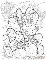 Prickly Pear Cactus coloring page  Free Printable Coloring Pages sketch template