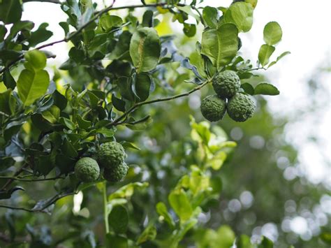 Kaffir Lime Tree - How To Grow And Care For The Kaffir Lime