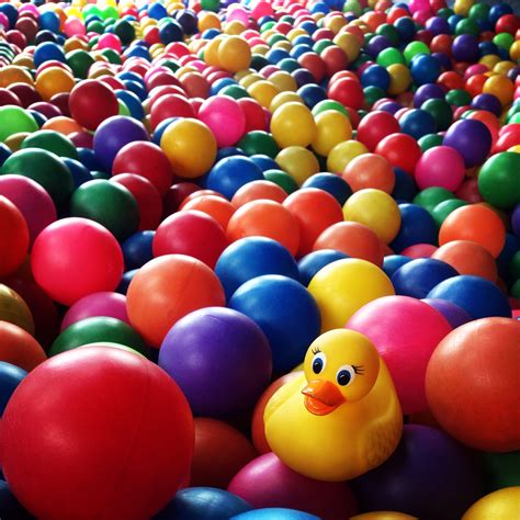 El Pato, nadando en una piscina de pelotas. | Pato, Proyectos, Instagram