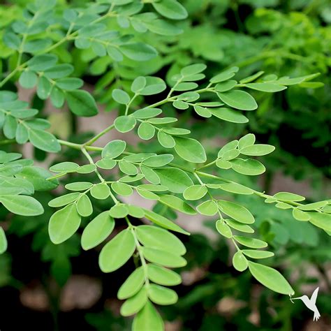 Why You Should Grow a Moringa Tree at Home - Producers Stories