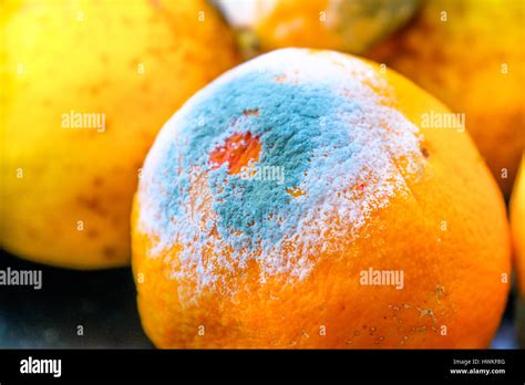 moldy orange citrus fruit mold Stock Photo - Alamy