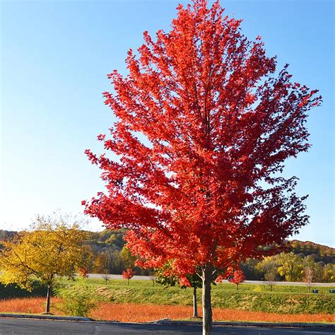 Autumn Blaze Maple Tree | Autumn Blaze Maple