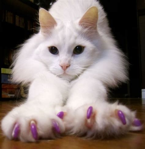 Top 10 Cats With Painted Claws