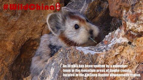 Volunteers capture images of Ili Pika in Xinjiang